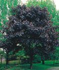Клен остролистный ROYAL RED Клен остролистный ROYAL RED