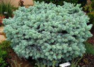 Ель колючая "Глаука Глобоза" Н40-60 ком