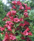 Вейгела Bristol ruby
