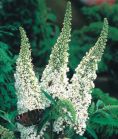 Будлея давида White profusion