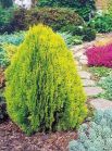 Туя западная AUREA NANA Туя западная AUREA NANA
