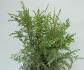 Франклин констанц