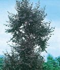 Береза повислая PURPUREA Береза повислая PURPUREA