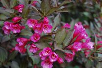 Вейгела цветущая Nana purpurea