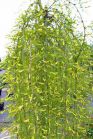 Акация желтая УОЛКЕР CARAGANA ARBORESCENS WALKER