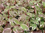 Дерен белый Sibirica variegata