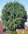 Акация белая UMBRACULIFERA Акация белая UMBRACULIFERA