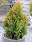 Туя западная GOLDEN ANNE Туя западная GOLDEN ANNE