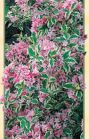 Вейгела цветущая "Нана Вариегата" Н40-60 С3