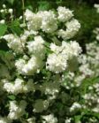 Чубушник гибридный "Шнеештурм" Н15-20 ком