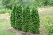 Туя западная  PYRAMIDALIS COMPACTA