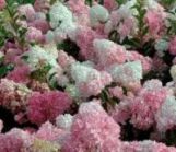 Гортензия метельчатая "Ванила Фрэйз" Н20-40 С3