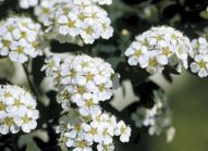 Спирея ниппонская "Сноумаунд" Н40-60 ком