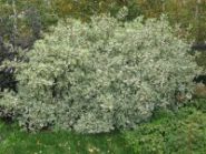 Дерен белый "Элегантиссима" Н60-80 ком