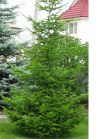 Ель обыкновенная Н150-180 ком