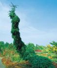 Pendula